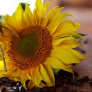 노화해바라기 이미지