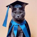 스무살의꿈 동물병원 | 잠실 고양이 스케일링 및 건강검진 후기 at 스무살의 꿈 동물병원