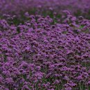 도담행복마을 이미지