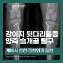 더블유동물의료센터 | [청라더블유동물의료센터] 강아지 양측 슬개골 탈구, 슬개골탈구 교정술(TTT)