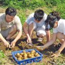 교동장독대마을 이미지