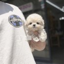 강아지요미독광명