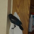 까치PC방 이미지