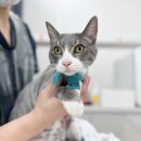 더블유(W) 고양이 미용센터 | 인천 고양이미용::2인조 고양이 무마취미용 전문적인 피부진단까지 W고양이미용센터 꼼꼼솔직후기