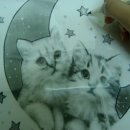 달과고양이 이미지