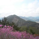 창원 '천주산' 진달래 군락지 이미지