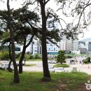 송림 이미지