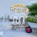 동주장식 | [대부도/카페단소금] 대부도 애견동반카페, 분위기 좋은 감성카페 추천🐶🤍 내돈내산👍🏻