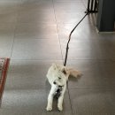 카페티그레 이미지