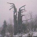 고목나무 이미지