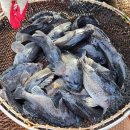 낚시타운 좌대낚시터 이미지