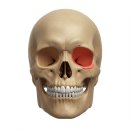 100세 치과의원 | 안면비대칭 치료, 양악수술 전후 같아지는 법