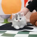 부산고양이분양 미유펫 이미지