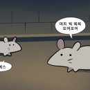 앨리스 네이버블로그