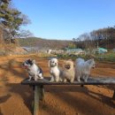 숲멍 | 인천 계양 애견운동장 다남숲멍빌리지 내돈내산 솔직 후기 (넓어서 진짜 만족) / 식순이의 선택