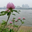 한강 산책 이미지