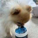 순진한 강아지 | 피키펫 강아지 피부 영양제 발사탕 심한 강아지 | 리얼 후기