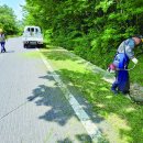 해안동 왕벚나무 이미지