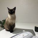 남천양봉자재상사 | 주식 차트 접대비가 300선: 차트를 읽을 줄 아는 자만이 투자에 성공한다!