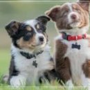 사랑애완동물병원 이미지