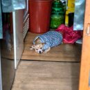 제천식당 이미지