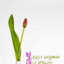 사랑꽃