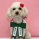 댕로하 애견유치원&애견미용 이미지