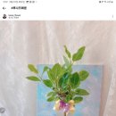루나즈플라워 이미지
