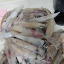 소랑in제주 이미지