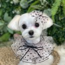 호빵펫살롱 이미지