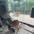 세마 사슴 이미지