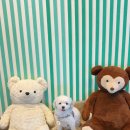 연안애견 이미지