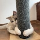 도리민박 이미지