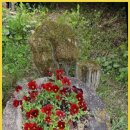 아르보르펜션 이미지