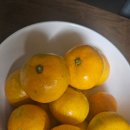 현재농장 | 현재농장 &#39;제주 현타귤&#39; 맛있는 타이벡 감귤 추천 제주 귤선물세트 후기