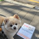 빵지언니 | 울산 두쫀쿠 링소금빵 빵지순례 몬드제과 내돈내산 후기