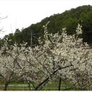 솔마루길 신선산 이미지