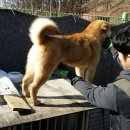초이 이미지