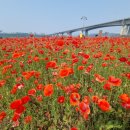 서울 근교 뚜벅이 여행 6월 꽃구경 삼패지구 수레국화 양귀비 만개 대중교통으로 다녀온 후기