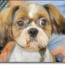 시츄언니 이미지