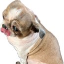 옹기종기왕갈비 이미지