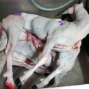 장미흑염소 이미지