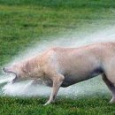 기흥동물병원 이미지