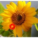 해바라기의꿈 이미지