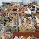 들꽃하우스 이미지