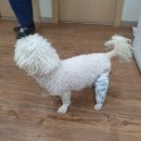 미래지동물의료센터 이미지