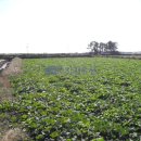 신도리-3 이미지