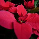 제선현 고양이 미용실 이미지