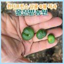 윈터프린스 감귤 6월 적과 제주 몰진밭농원