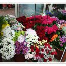 OK 꽃백화점 이미지